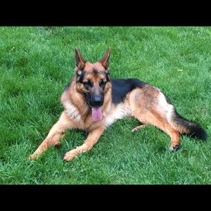 Meet your Posher, Dawn